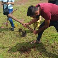 Tree Planting